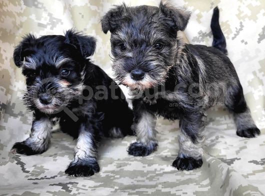 Minyatür Schnauzer Yavru(Bursa Köpek Okulu) görsel