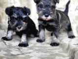Minyatür Schnauzer Yavru(Bursa Köpek Okulu)