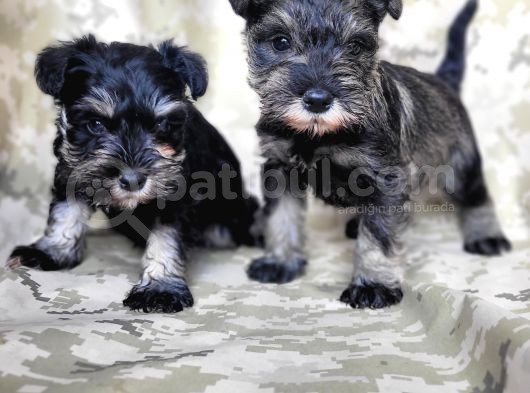 Minyatür Schnauzer Yavru(Bursa Köpek Okulu) görsel