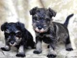 Minyatür Schnauzer Yavru(Bursa Köpek Okulu)