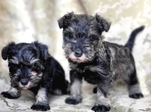 Minyatür Schnauzer Yavru(Bursa Köpek Okulu) görsel