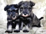 Minyatür Schnauzer Yavru(Bursa Köpek Okulu)