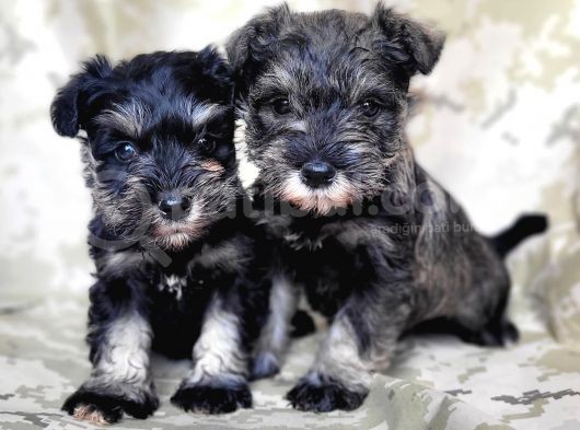 Minyatür Schnauzer Yavru(Bursa Köpek Okulu)