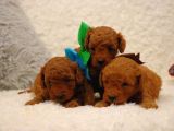 Sağlik Ve Irk Garanti̇li̇ Red Brown Toy Poodle Yavrularimiz