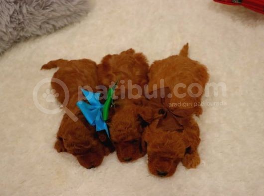 Sağlik Ve Irk Garanti̇li̇ Red Brown Toy Poodle Yavrularimiz görsel