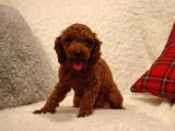 Sağlik Ve Irk Garanti̇li̇ Red Brown Toy Poodle Yavrularimiz
