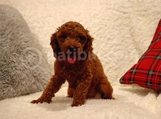 Sağlik Ve Irk Garanti̇li̇ Red Brown Toy Poodle Yavrularimiz görsel