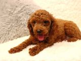 Sağlik Ve Irk Garanti̇li̇ Red Brown Toy Poodle Yavrularimiz