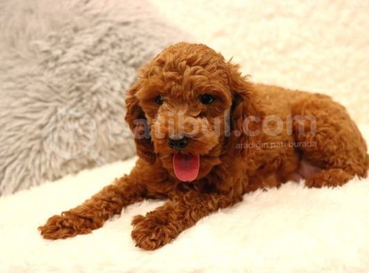Sağlik Ve Irk Garanti̇li̇ Red Brown Toy Poodle Yavrularimiz görsel