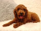 Sağlik Ve Irk Garanti̇li̇ Red Brown Toy Poodle Yavrularimiz