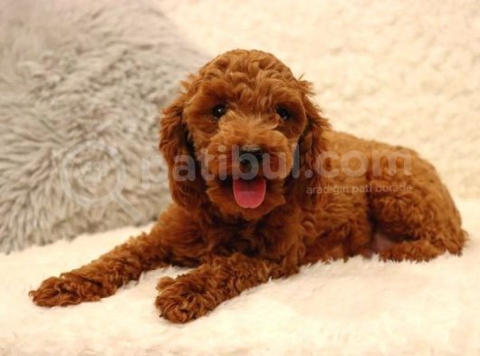 Sağlik Ve Irk Garanti̇li̇ Red Brown Toy Poodle Yavrularimiz