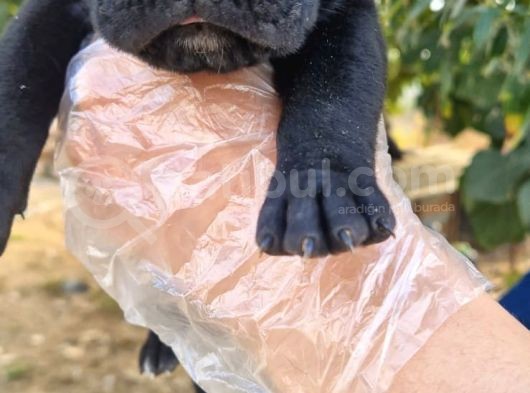 Cane Corsa Yavrular görsel
