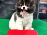 ❤️  2.5 Aylık Erkek Pomeranian Yavrumuz