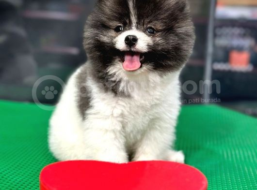 ❤️  2.5 Aylık Erkek Pomeranian Yavrumuz görsel