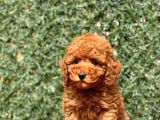 Mi̇ni̇ Toy Poodle Bebekler