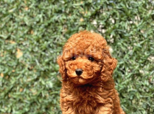 Mi̇ni̇ Toy Poodle Bebekler görsel