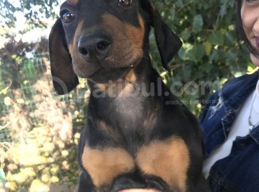 Yavru Doberman