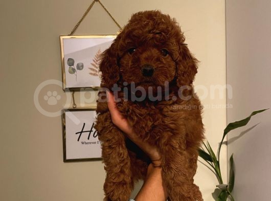 Ev Ortamında Büyüyen Poodle Yavrularımız görsel
