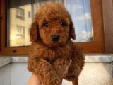 Sağlık Ve Irk Garantili Poodle Yavrularımız