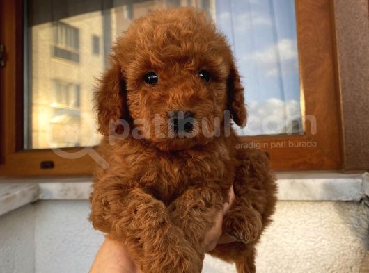 Sağlık Ve Irk Garantili Poodle Yavrularımız görsel