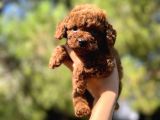 Sağlik Garanti̇li̇ Toy Poodle Yavrular