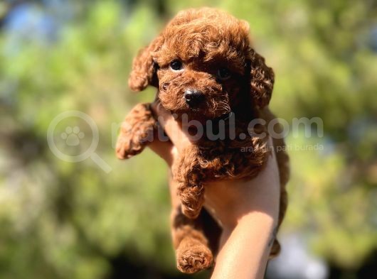 Sağlik Garanti̇li̇ Toy Poodle Yavrular görsel