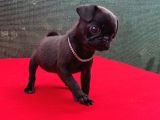 Dişi Siyah Pug Yavrumuz Yeni Ailesini Bekliyor