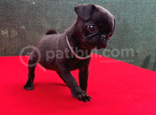 Dişi Siyah Pug Yavrumuz Yeni Ailesini Bekliyor görsel