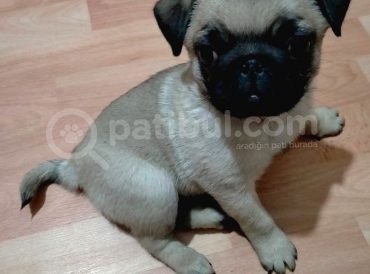 Yavru Pug