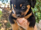 Rottweiler Yavrumuz