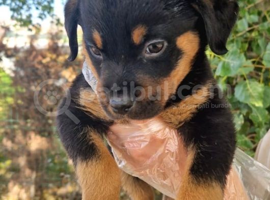 Rottweiler Yavrumuz görsel