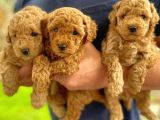 Sağlik Ve Irk Garanti̇li̇ Toy Poodle Yavrularimiz