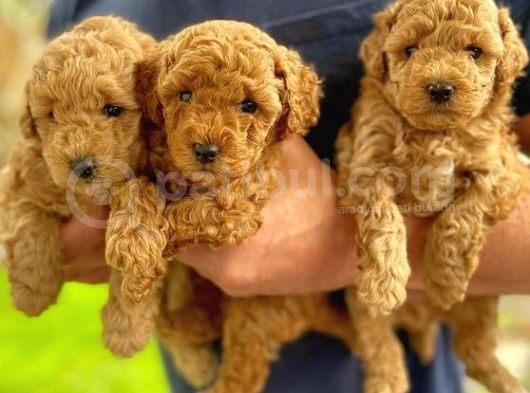 Sağlik Ve Irk Garanti̇li̇ Toy Poodle Yavrularimiz