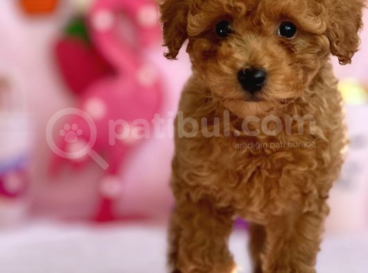 Red Dişi Toy Poodle Bebeği̇mi̇z görsel