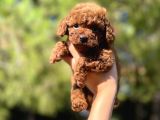Sağlik Garanti̇li̇ Toy Poodle Yavrular