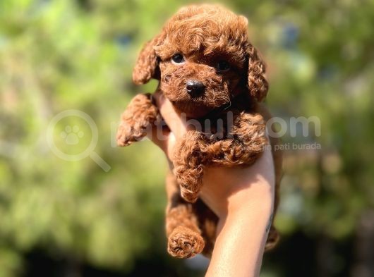 Sağlik Garanti̇li̇ Toy Poodle Yavrular