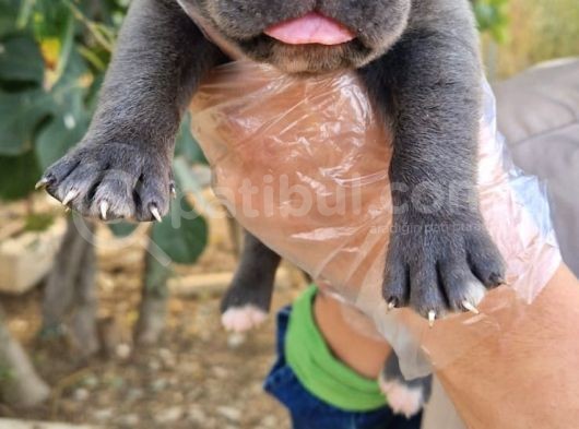 Üst Kalite Cane Corsa Yavrumuz görsel