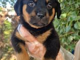 Rottweiler Yavrumuz