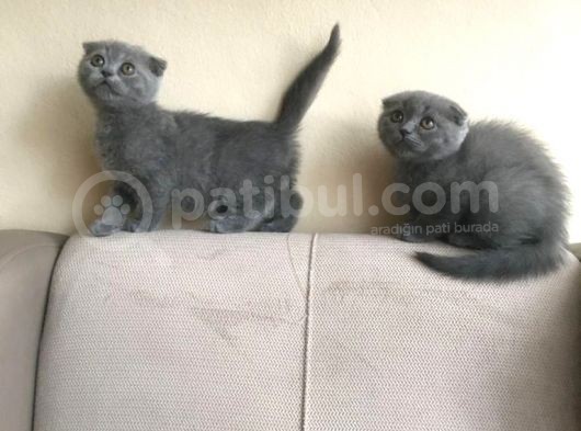 Scotti̇sh Fold Yavrularimiz Gelmi̇şti̇r görsel