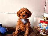 Orji̇nal Toy Poodle Yavrular