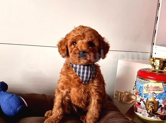 Orji̇nal Toy Poodle Yavrular görsel