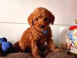 Orji̇nal Toy Poodle Yavrular