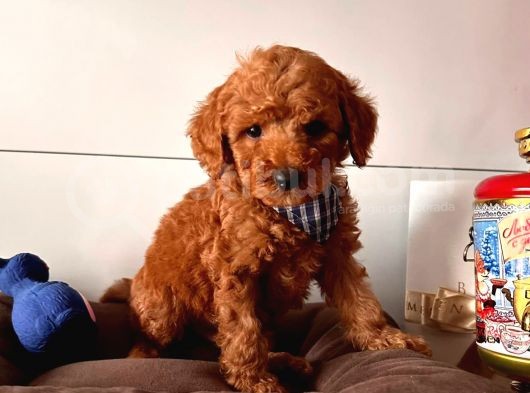 Orji̇nal Toy Poodle Yavrular görsel