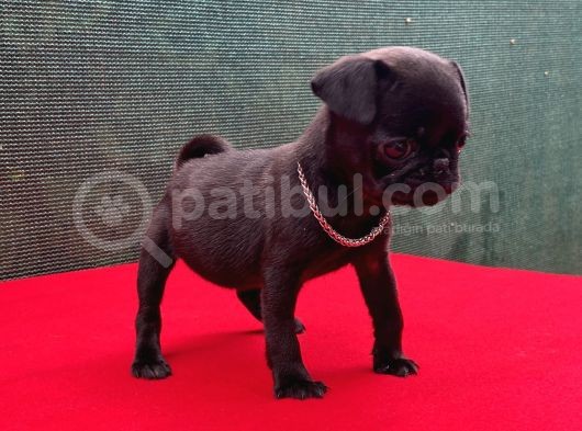 Dişi Siyah Pug Yavrumuz Yeni Ailesini Bekliyor görsel