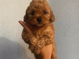 Aşılı Pasaportlu Toypoodle Bebeklerimiz
