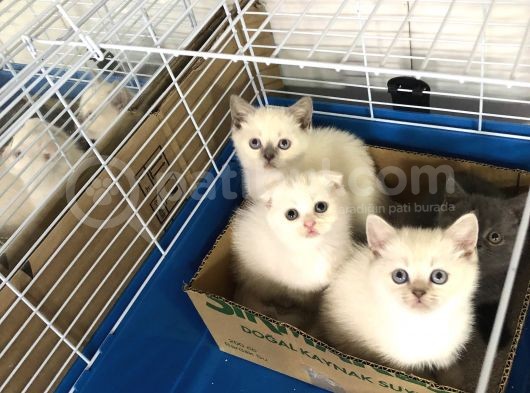 Bri̇ti̇sh Shorthai̇r Yavrularimiz Gelmi̇şti̇r görsel