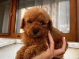 Sağlık Ve Irk Garantili Poodle Yavrularımız