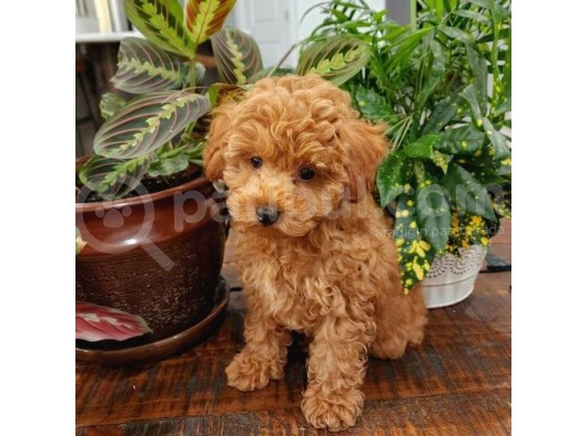 Sağlik Ve Irk Garanti̇li̇ Red Toy Poodle Yavrularimiz görsel