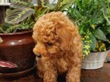 Sağlik Ve Irk Garanti̇li̇ Red Toy Poodle Yavrularimiz
