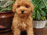 Sağlik Ve Irk Garanti̇li̇ Red Toy Poodle Yavrularimiz